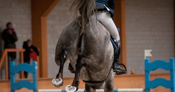 flanders horse expo, dshs, pieter devos, paardenveiling